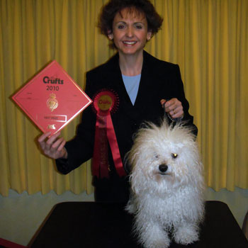 Santino after winning a first place at Crufts 2010 Bolognese dog picture